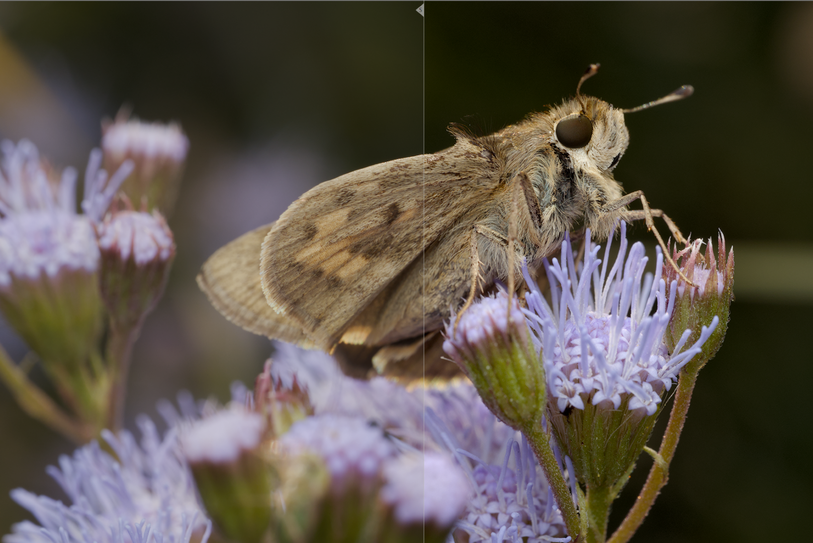 After tone mapping and sharpening