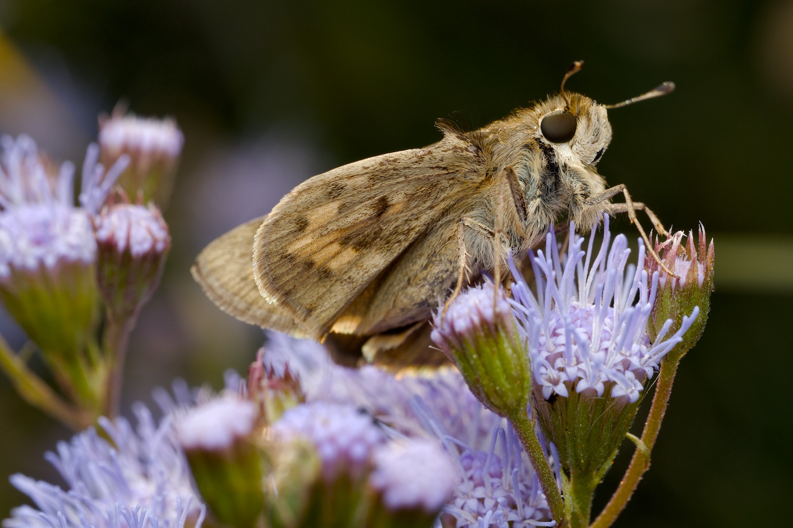 darktable article lede image